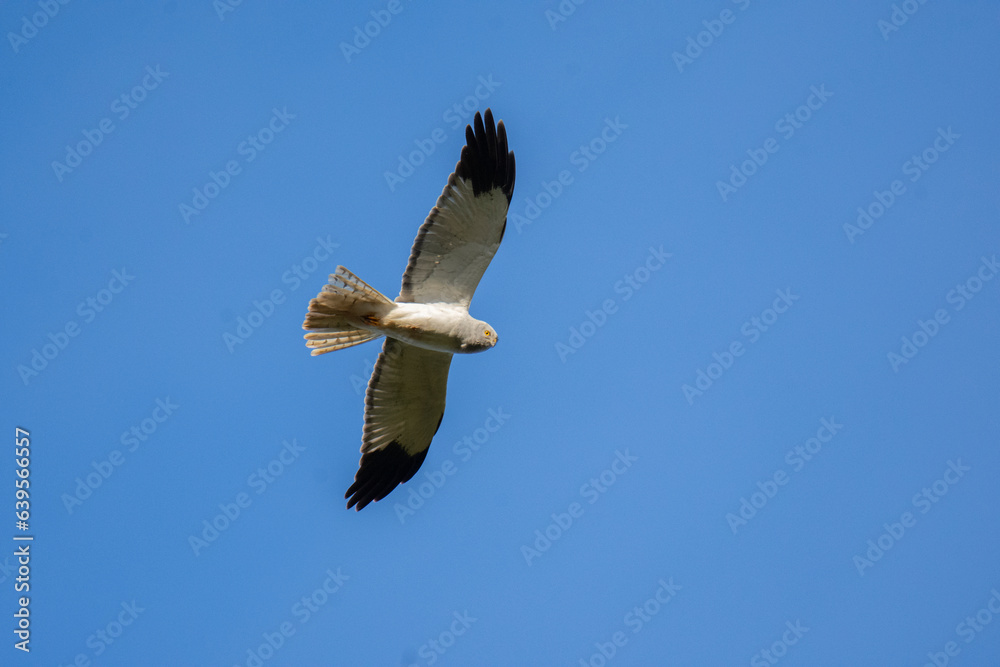 Fototapeta premium Wildlife photography of birds of prey with beautiful light on taken by a young photographer with huge respect of those incredible animals. 