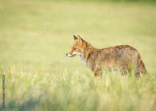 Wildlife photography of fox with beautiful light on taken by a young photographer with huge respect of those incredible animals. © Lucien