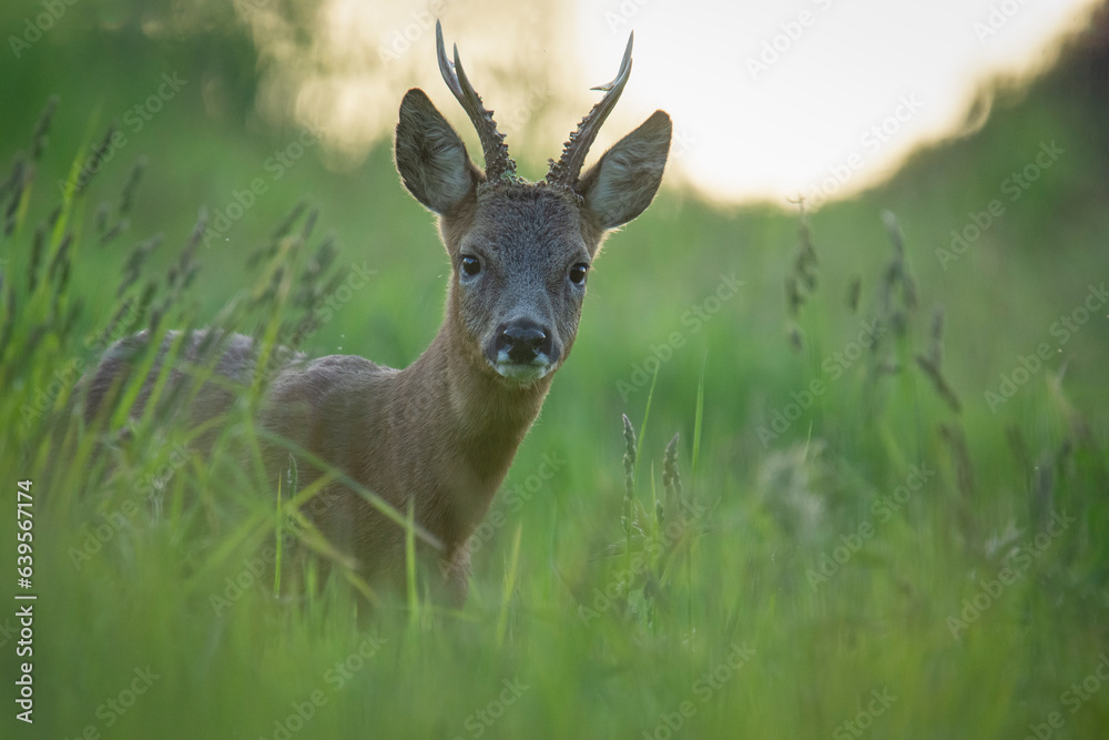Wildlife photography of roe deer with beautiful light on taken by a young photographer with huge respect of those incredible animals. Wildlife photography of roe deer with beautiful light on taken by a young photographer with huge respect of those incredible animals.