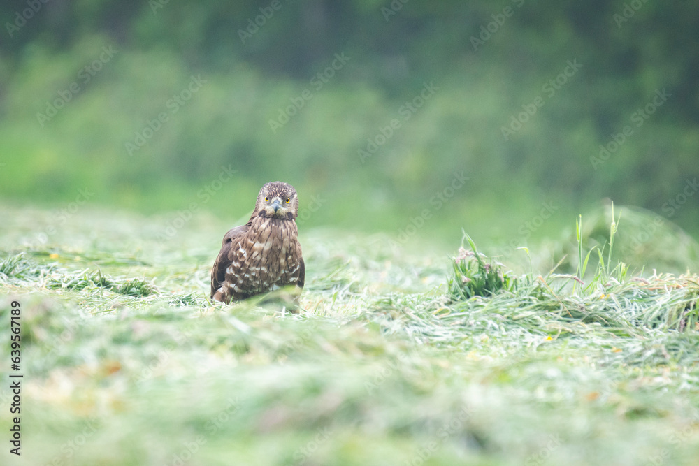 Wildlife photography of birds of prey with beautiful light on taken by a young photographer with huge respect of those incredible animals. Wildlife photography of birds of prey with beautiful light on taken by a young photographer with huge respect of those incredible animals.