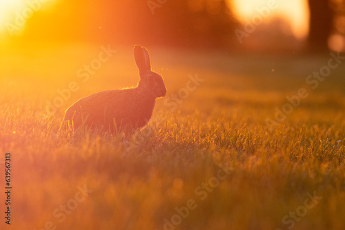 Wildlife photography ofhares with beautiful light on taken by a young photographer with huge respect of those incredible animals.
