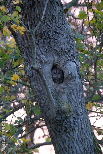Wildlife photography of birds of prey with beautiful light on taken by a young photographer with huge respect of those incredible animals.