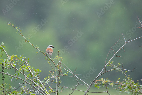 Wildlife photography of birds with beautiful light on taken by a young photographer with huge respect of those incredible animals.