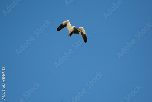 Wildlife photography of birds of prey with beautiful light on taken by a young photographer with huge respect of those incredible animals.	
