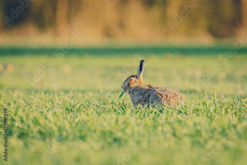 Wildlife photography ofhares with beautiful light on taken by a young photographer with huge respect of those incredible animals.