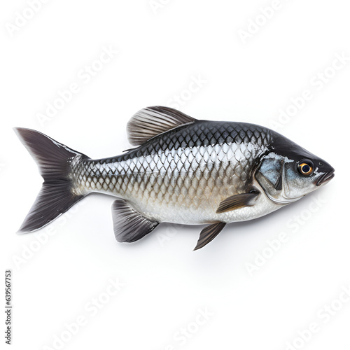 fish isolated on white photo