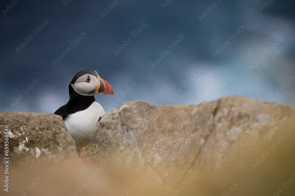 Puffin on clifftop, Mykines, Faroe Islands Puffin on clifftop, Mykines, Faroe Islands