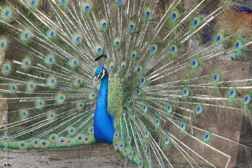 Details of a peacock