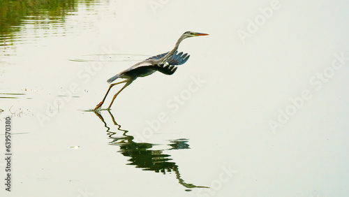 bird on a branch