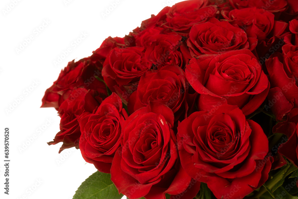 Obraz premium bouquet of red roses isolated on white background