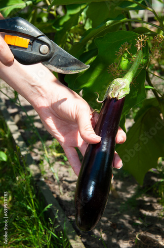 organic food. harvest of vegetable. eco farming and harvesting. summer autumn farm crop. vegetable harvesting. fresh and organic healthy vegetable. gardening agriculture cultivation. cutting eggplant
