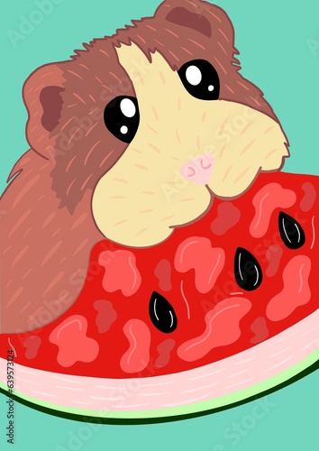 Ginea Pig Eating watermelon  photo