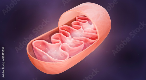 Photos Mitochondrion anatomy