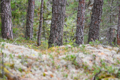 Untouched forest landscape in the archipelago in Finland
