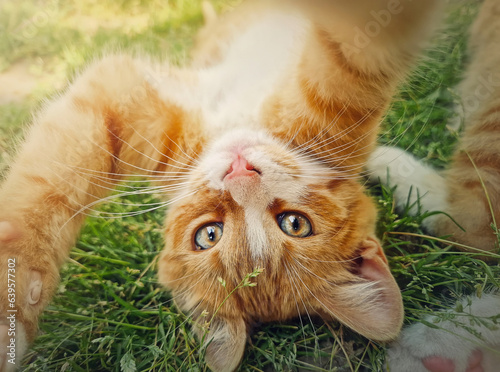 Canvas Print Playful orange kitten lying upside down on the green grass
