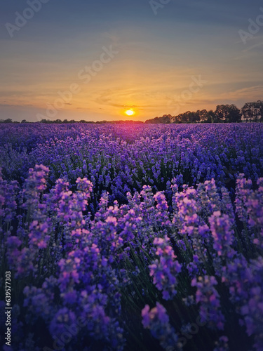 Picturesque scene of blooming lavender field. Beautiful purple pink flowers in warm summer light. Fragrant lavandula plants blossoms in the meadow, vertical background