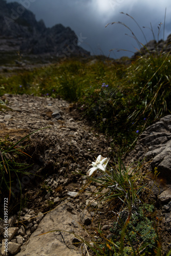 Rare Edelweiss growing in alpine environment