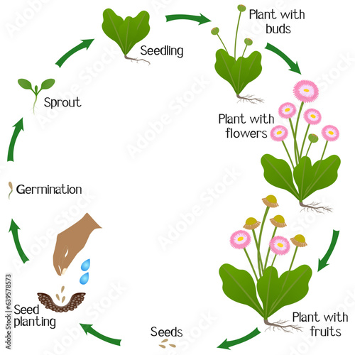 A growth cycle of daisy plant on a white background.