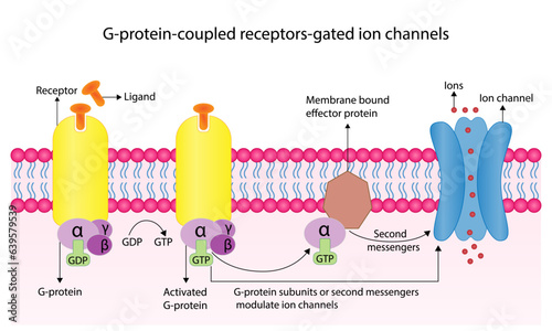 G protein coupled receptors gated ion channel. Structure of a G protein-coupled receptor (GPCR). Mechanism for the transport of ions. Cell membrane receptors for ligands bind. vector illustration