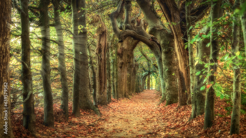 Romantic tunnel of woven trees in autumn on an estate