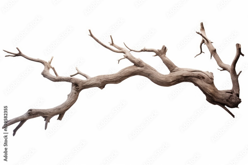 One cut old dry Tree branch without leaves leaves isolated on white background One cut old dry Tree branch without leaves leaves isolated on white background