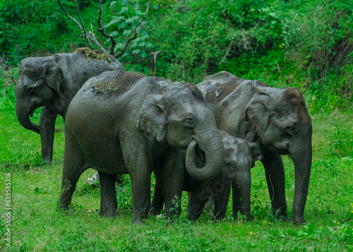Canvas Print Herd of Indian elephants with calf
