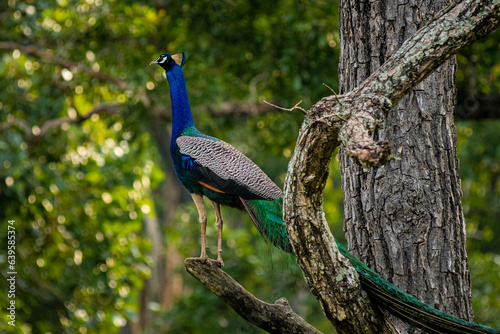 Indian Peacock in Kabini