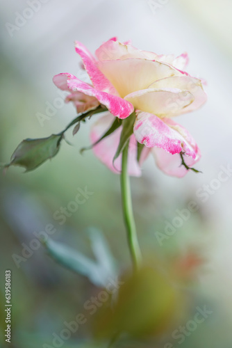 pink rose on soft blur nature background