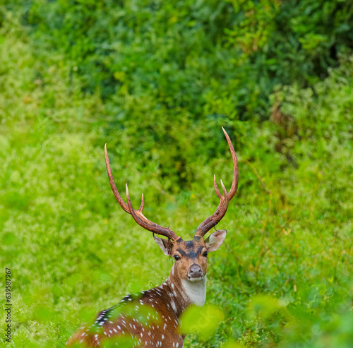Indian Chital - Spotted Deer © Kinshuk