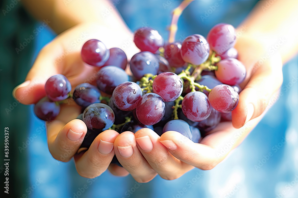 Hand holding grapes Harvest vineyards, collect the selected grape bunches, organic food and fine handmade wine Hand holding grapes Harvest vineyards, collect the selected grape bunches, organic food and fine handmade wine