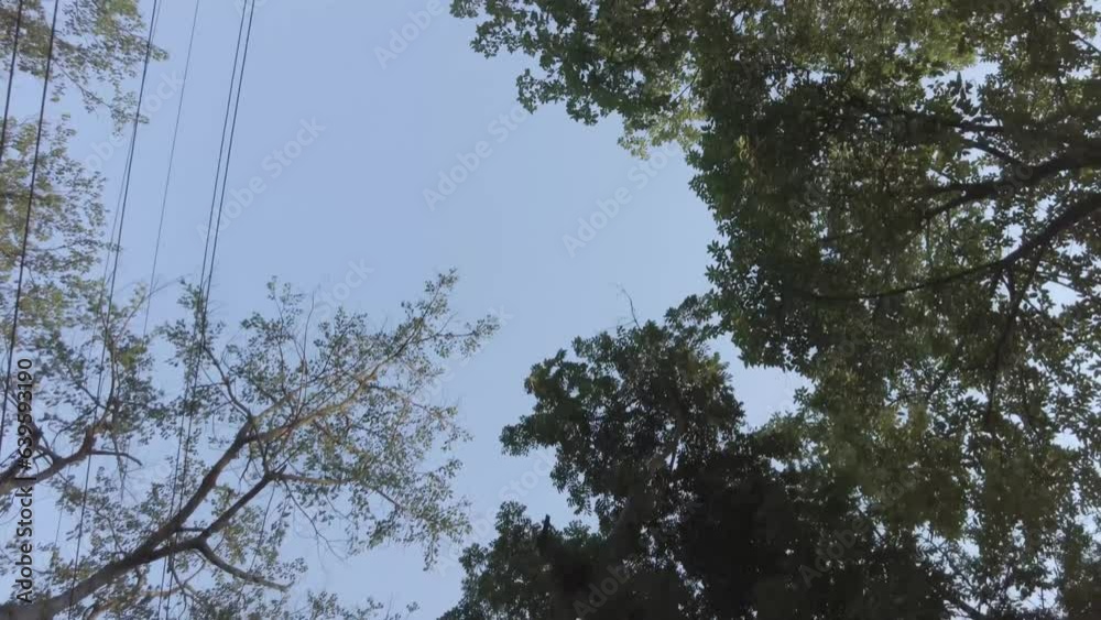 bottom top view of trees passing beneath a blue sky above a road bottom top view of trees passing beneath a blue sky above a road