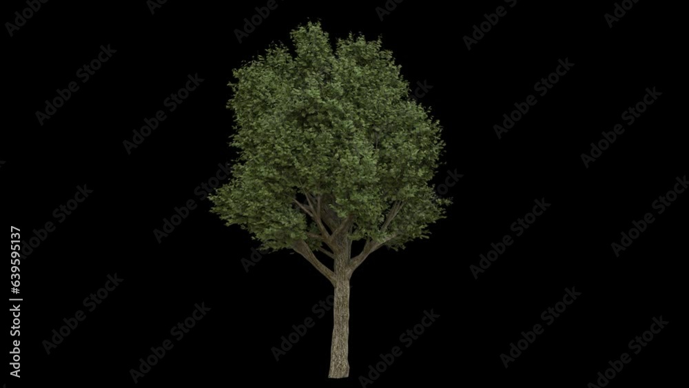 Big breezy forest tree with green spring leaves and light bark fully isolated with alpha channel