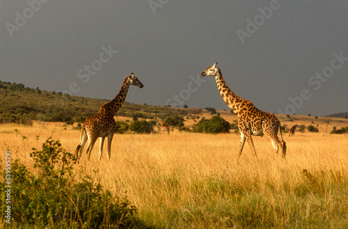 Girafe  Giraffa camelopardalis tippelskirchi  Parc national du Masai Mara   Kenya