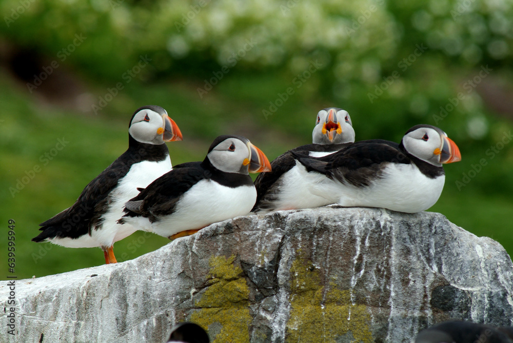 Fototapeta premium Macareux moine,.Fratercula arctica, Atlantic Puffin,