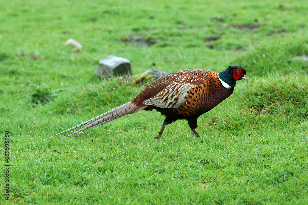Fototapeta premium Faisan de Colchide,.Phasianus colchicus, Common Pheasant