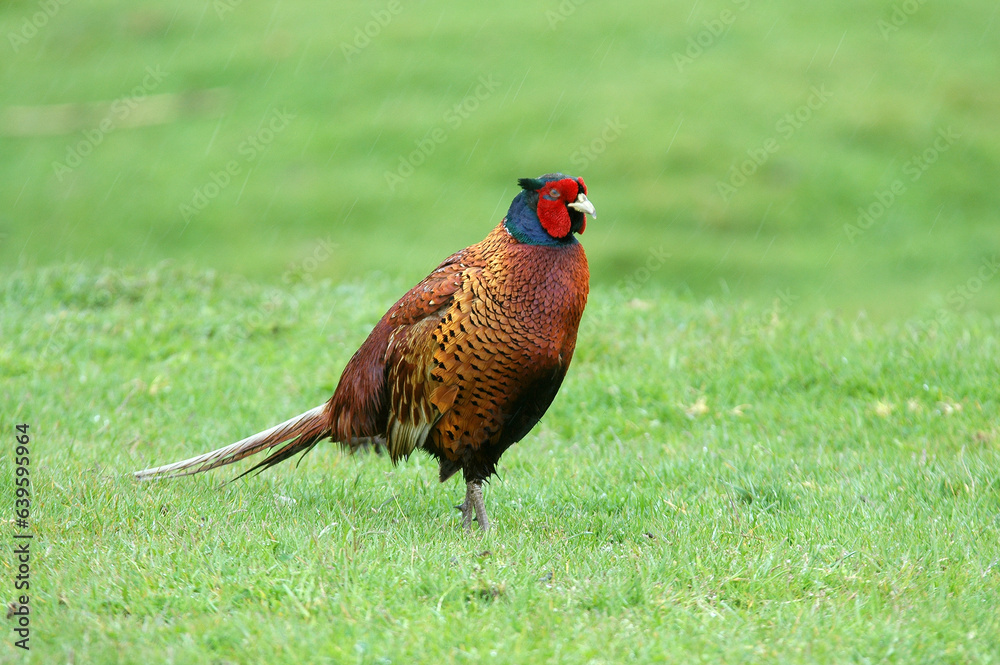 custom made wallpaper toronto digitalFaisan de Colchide,.Phasianus colchicus, Common Pheasant