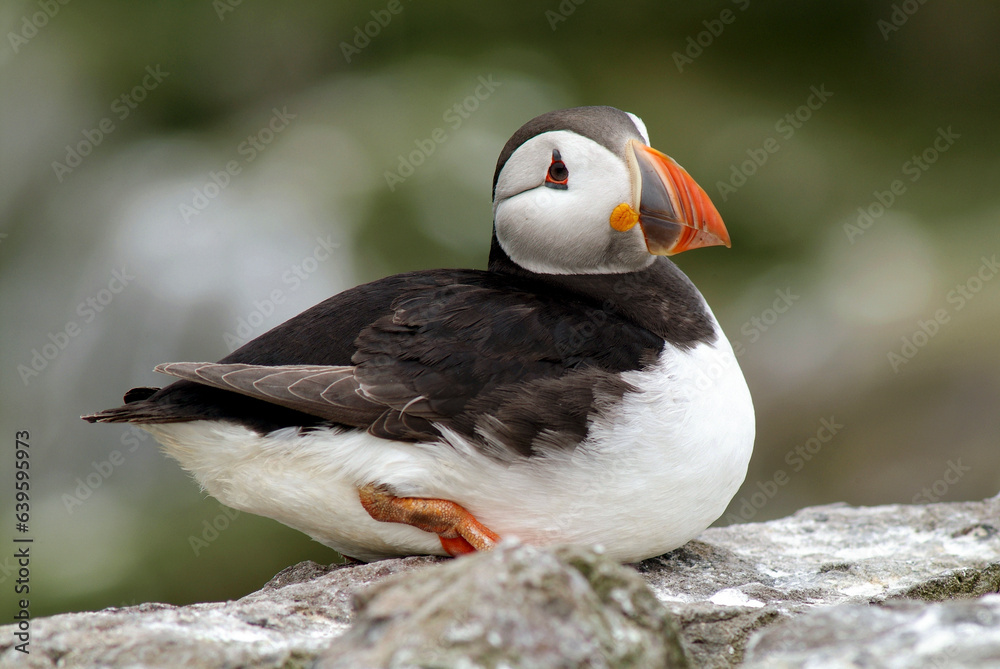 Macareux moine,.Fratercula arctica, Atlantic Puffin, Macareux moine,.Fratercula arctica, Atlantic Puffin,