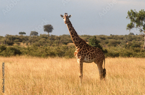 Girafe, Giraffa camelopardalis tippelskirchi, Parc national du Masai Mara , Kenya © JAG IMAGES