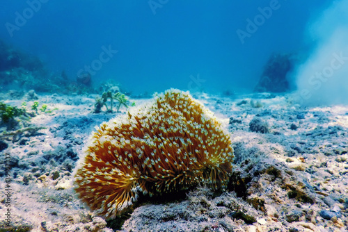 Polyps of the coral, Underwater landscape reef