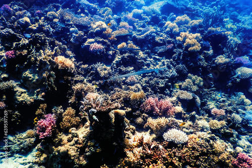 Fototapeta Naklejka Na Ścianę i Meble -  Underwater view of the coral reef, Tropical waters
