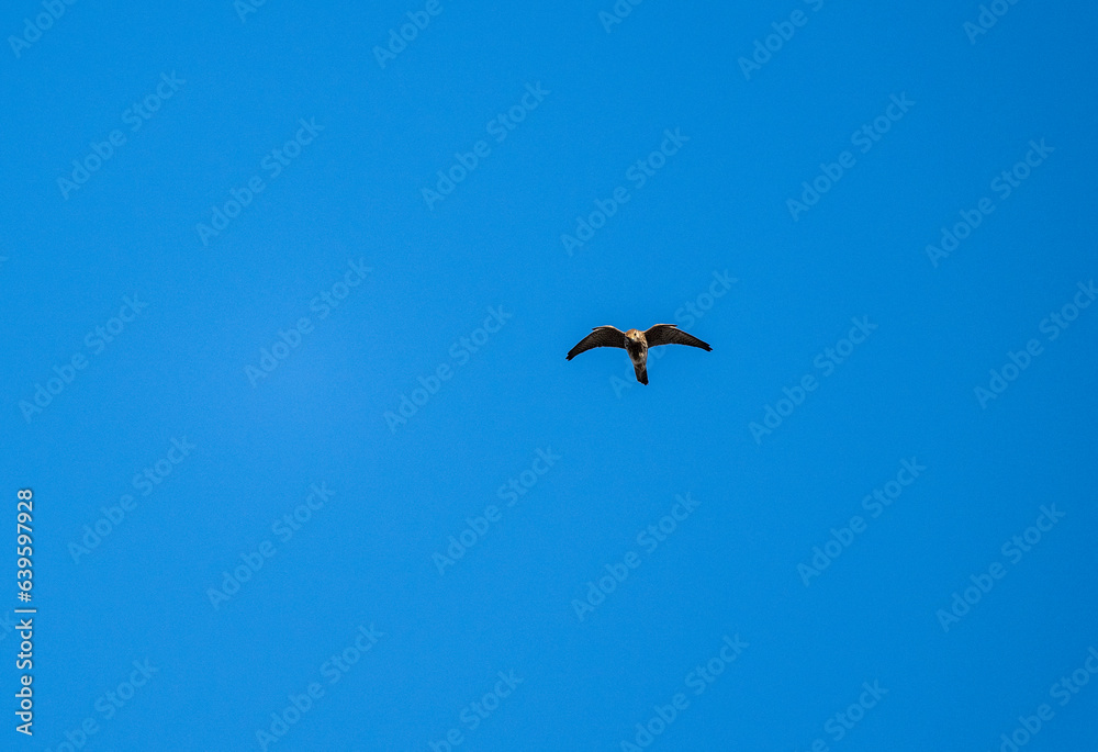 beautiful common kestrel bird looking for food in natural environment in summer beautiful common kestrel bird looking for food in natural environment in summer