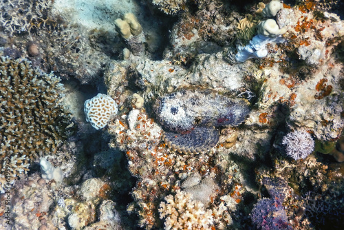 Stonefish (Synanceia verrucosa) Reef stonefish, Tropical waters photo