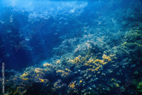 Underwater Scene Sunlight, fish Underwater Life