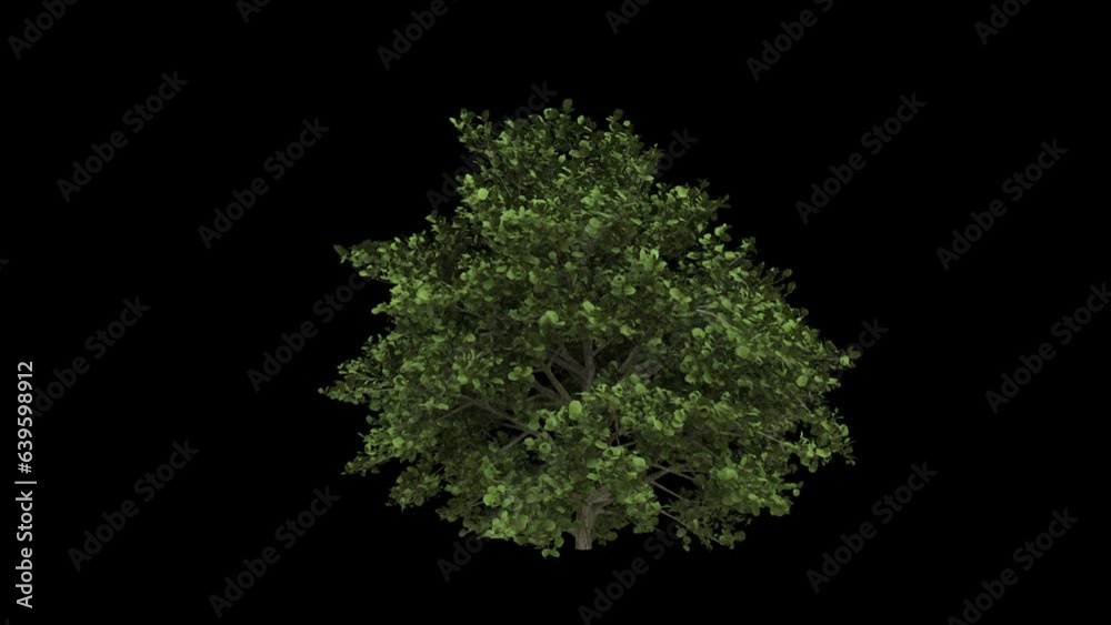 Windy forest bush with green leaves fully isolated with alpha channel