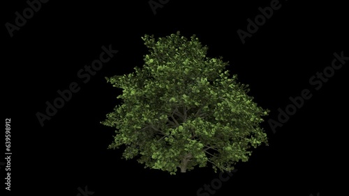 Windy forest bush with green leaves fully isolated with alpha channel