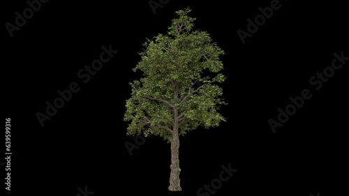 Windy forest wild tree with green leaves and dark bark fully isolated with alpha channel