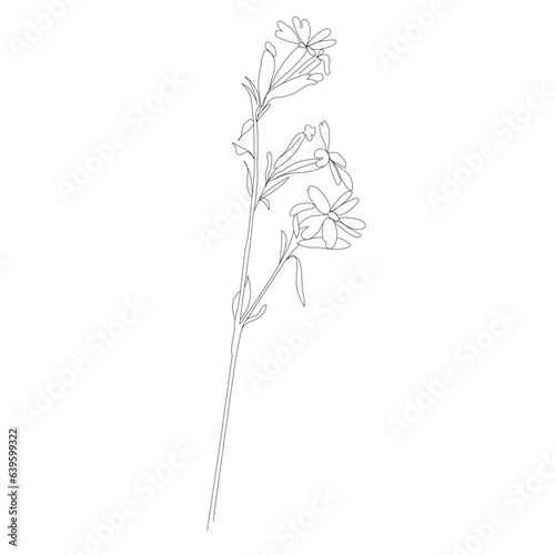 Martagon lily wild flower line art