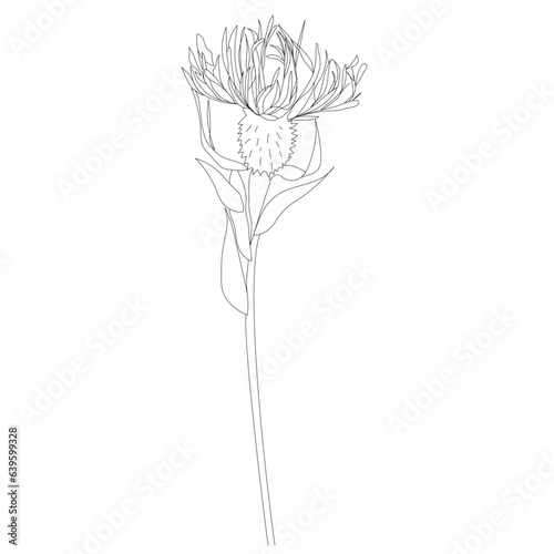 Alpine clover wild flower line art.