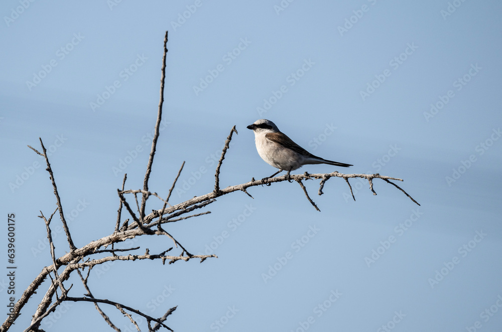 beautiful shrike birds looking for food in natural environment in summer beautiful shrike birds looking for food in natural environment in summer