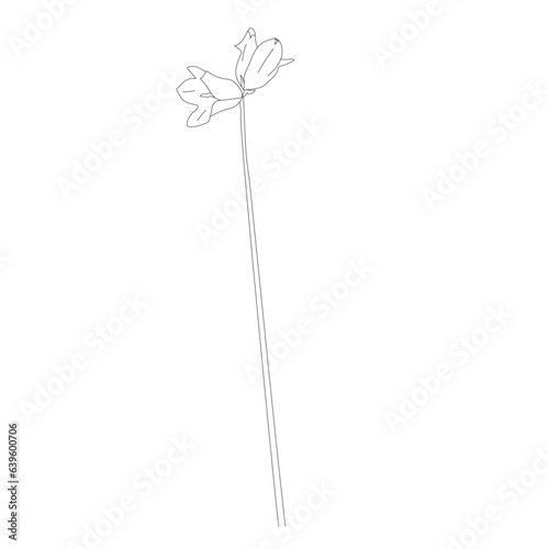 Vector wildflower drawing, columbine outline drawing.